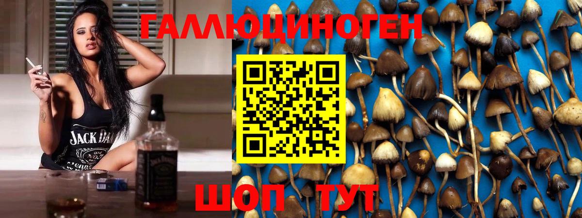 Назрань  Псилоцибиновые грибы GOLDEN TEACHER  Вход с VPN  Псилоцибиновые грибы Psilocybine cubensis 